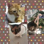 Max, Harry, Minie & Roxy - @centralparkitties - Instagram