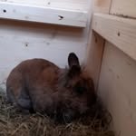 Max das Kaninche - @max.2015.hase - Instagram