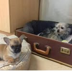 Max Heard - @dolly_princess_ralph - Instagram