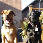 Max & Hendrix 🐾 - @k9buds_ - Instagram