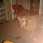 max hensley - @carsens_dog_max - Instagram