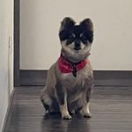 Max Herrera - @max.herrerapom - Instagram