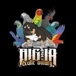 Max Herrera - @_big_la_bird_aviary - Instagram