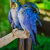 Kartik_Sarwara - @mmax.holcomb - TikTok