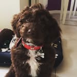 Chester Max Hollis - @chestermaxhollis - Instagram