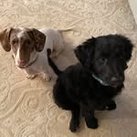 Piper & Max Hollis - @piperthedoxie_maxtheaussie - Instagram