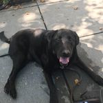 Max Horwitz - @maxietheenglishlab - Instagram