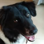 Max Houston - @lifeofhounds_64 - Instagram