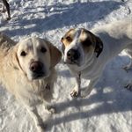 Max, Seamus, and Isley - @max.seamus.isley - Instagram