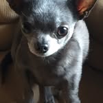 Max Kahler - @_maxxy_the__chihuahua_ - Instagram