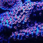 Max Kemp - @snakes_and_vape - Instagram