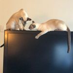 Max Kirsch - @kirsch7255 - Instagram
