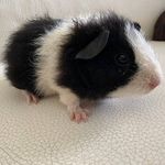 Max Krauß - @krauss3363 - Instagram