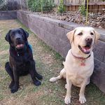 Lacey💛 & Max🖤 - @lacey_max - Instagram