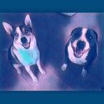 Max & Lacey - @cosmo_and_wanda16 - Instagram
