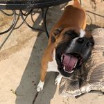 Max& Lacey& Precious - @dog_4_love - Instagram