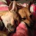 Max O., Lacey &amp; Peanut Dog - Facebook
