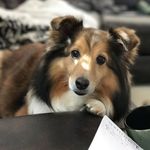 Max Lambert - @maxthesheltie_ - Instagram
