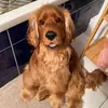 Max le Cocker 🐶 - @max.le.cocker - TikTok