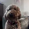 Max LePage - @max.lepage11 - TikTok