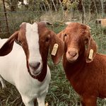 Max and Levi - @max_levi_goats - Instagram