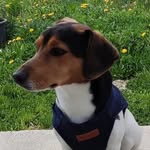Max - the one and only - @max_lieblingshund - Instagram