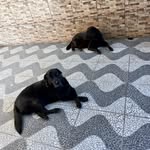 Eles: 🐶❤🐶 Max & Luna🐾🐾 - @max_luna_labrablack - Instagram