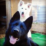 Max & Luna - @max___luna - Instagram