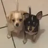 Max & Luna - @maxluna09 - TikTok