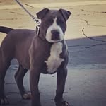 max&luna - @bluenose_pitbulls - Instagram