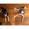 Max&Luna - @max_n_luna1 - TikTok