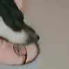 max_mcbride._.🐶🐶 - @i.love.max1 - TikTok