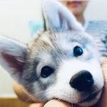 Max McClain - @pup.husky934 - Instagram