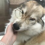 Max McCracken - @toastedmarshmallowhusky - Instagram