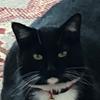 maxfmcnulty - @things_to_try_now - TikTok