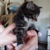 Max McVicker - Facebook