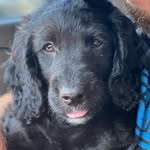 Maxwell McVicker - @maxthedoodlechs - Instagram