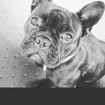 Max Meadows - @max_the_bat_pig - Instagram