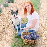 Max Meadows Lavender Farm - @maxmeadowslavender - Instagram