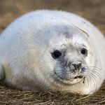 Max Meek - @seal_dude_ - Instagram