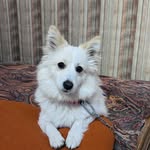 MAX🐶 - @maxmehta62 - Instagram