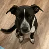 LaylaTheSuperMutt - @maxmendelsohn1 - TikTok