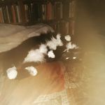 Max Mendieta - @dharmabum85 - Instagram