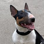 Max Menzies - @max.englishbullterrier - Instagram