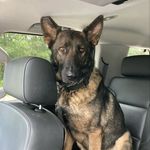Max Meredith - @2themaxshepherd - Instagram