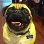 Max Merrill - @maxthepuugg - Instagram