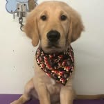 Max (Michel) - @maxthegolden7.15.18 - Instagram