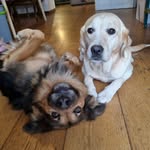 Max & Miele - @max.miele.adventures - Instagram