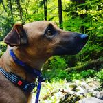 max milder - @der_hund_simulator - Instagram
