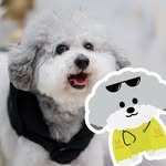 Maxmillion Poodle - @maxmillionpoodle - Instagram